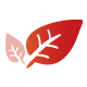烟草