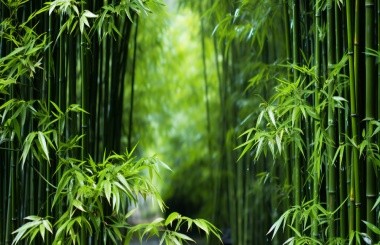 双碳背景下，某省级燃气集团可持续发展战略研究项目