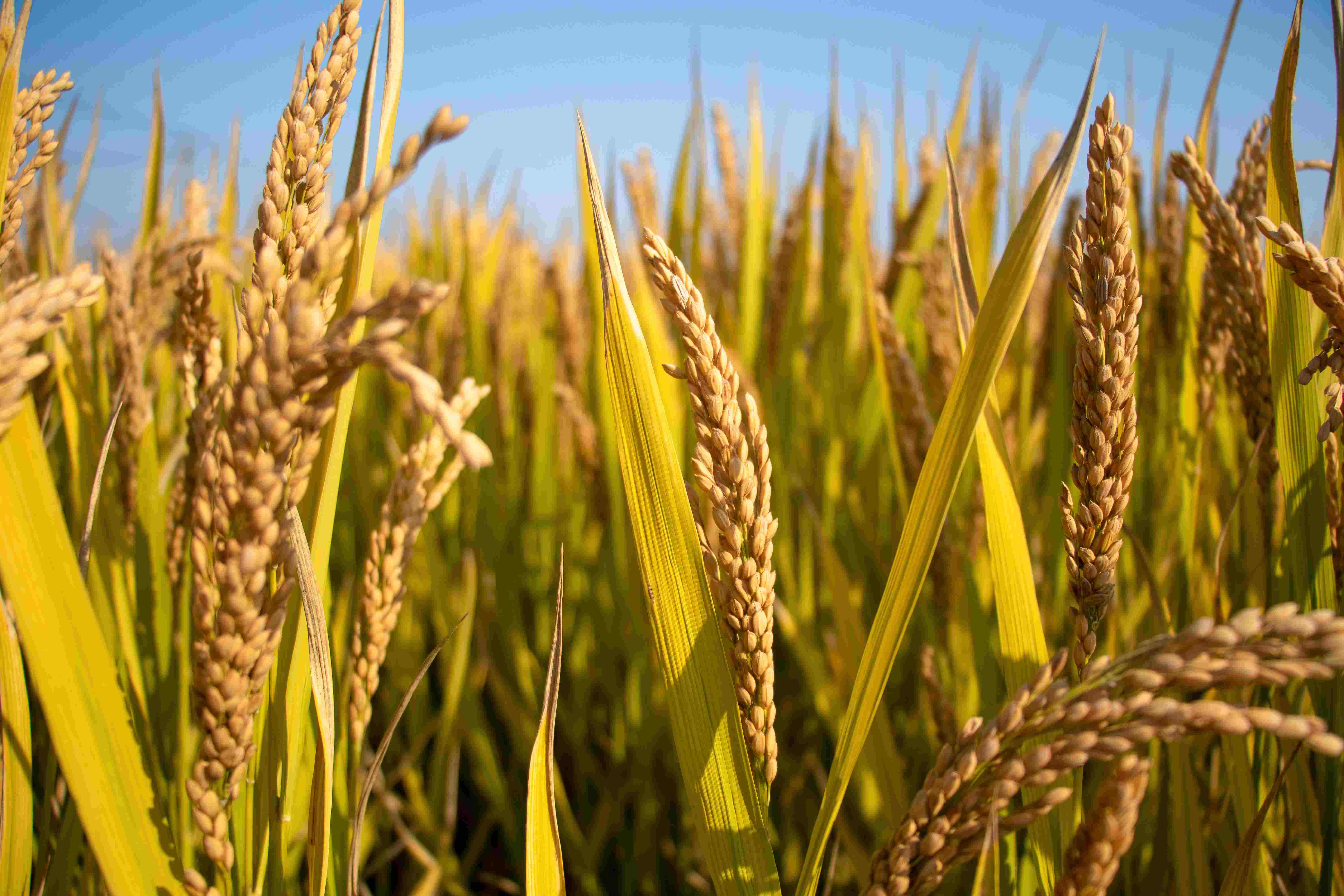 粮食安全战略方针下粮食集团实现高质量发展? 粮食安全战略方针下粮食集团实现高质量发展?